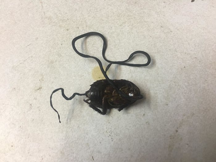Dead Parasite Emerging From A Cockroach Found In A Customers "Clean Clothes" Pile