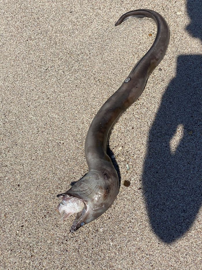 Almost Tripped Over This Large Eel That Choked On A Fish, Died And Then Washed Ashore In Mexico