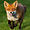 foxloverfoxy avatar