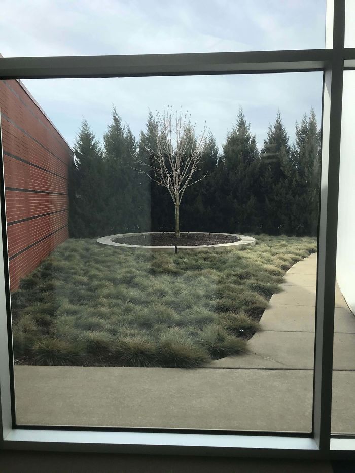 El Museo Conmemorativo del Holocausto de Detroit tiene un árbol cultivado a partir de un tallo del árbol de Ana Frank