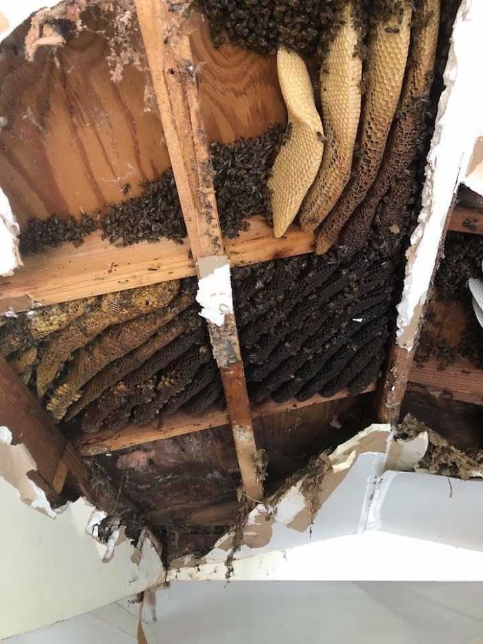 Panales De Miel En Unidad De Repuesto De Mi Casa.  Esta es la quinta vez que regresan las abejas.  Dos colonias separadas, una a cada lado de esta unidad.  Ambos están dentro de la pared