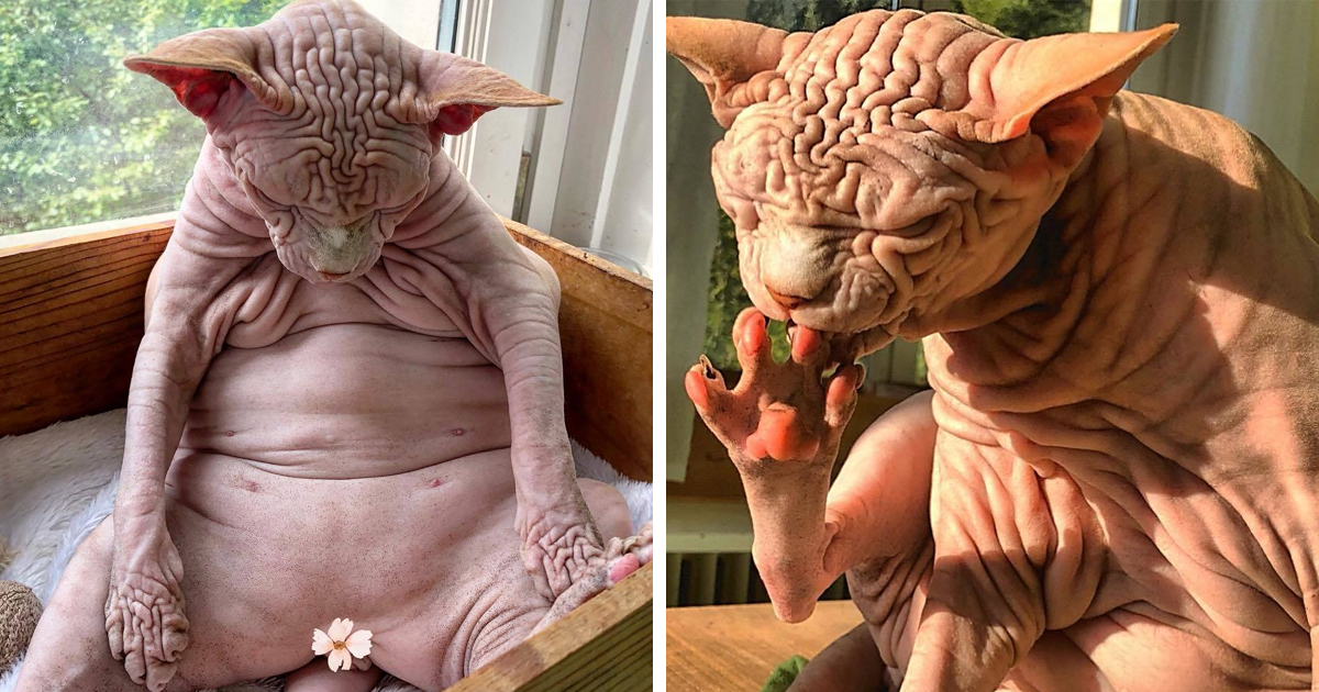 This Extra Wrinkly Evil Looking Cat Is Actually Very Lovely 30 Pics Bored Panda