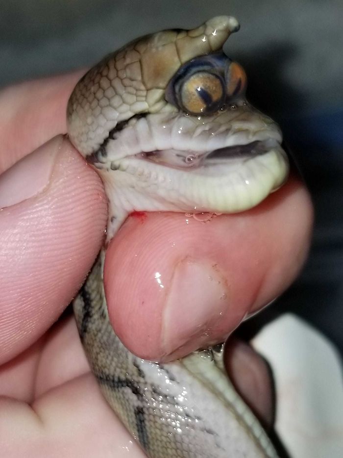 Esta serpiente que tiene ambos ojos en un zócalo