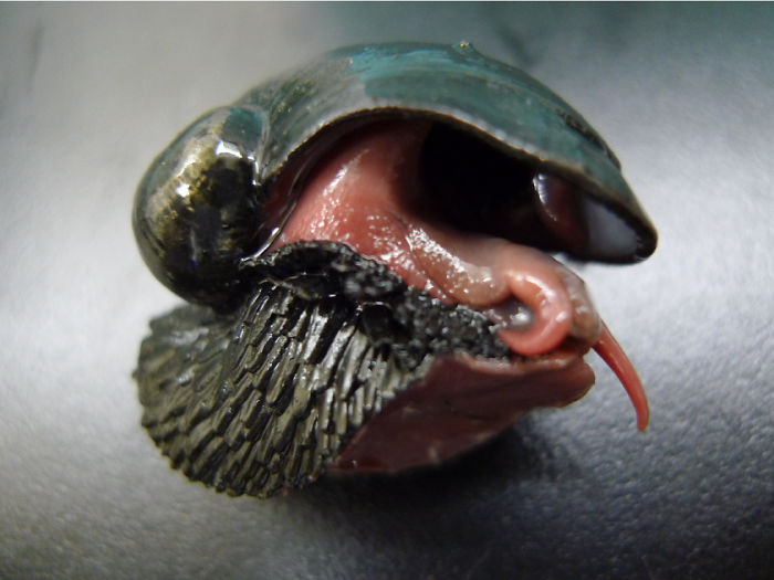 The Scaly-Foot Snail Ingests The Toxic Magma-Fumes Of Hydrothermal Vents And Grows A Coat Of Organic Iron Plates