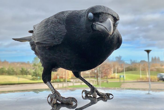 Caught My Crow Buddy Mid-Blink, Making Her Look Very Sinister