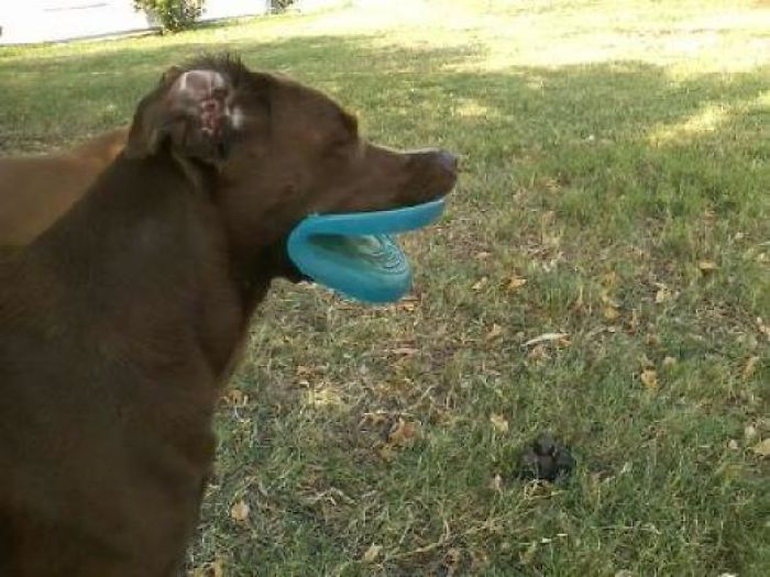 Dog With Frisbee Lips