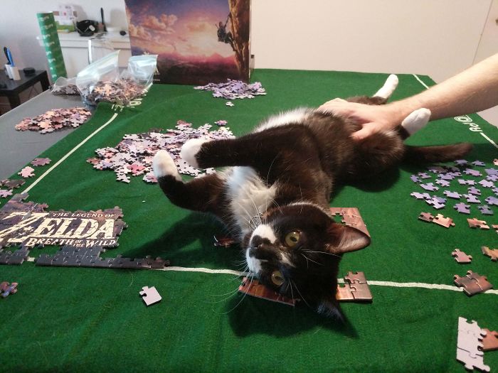 Link Needed A Belly Rub In The Middle Of Our Puzzle