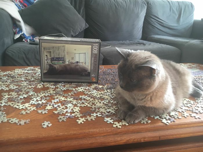 My Boyfriend Got Me A Puzzle Of My Cat For Valentine’s Day. I Think She Likes It