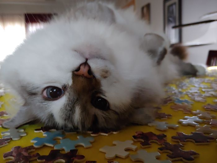 Puzzle Interrupted By Cuteness. Please Hold