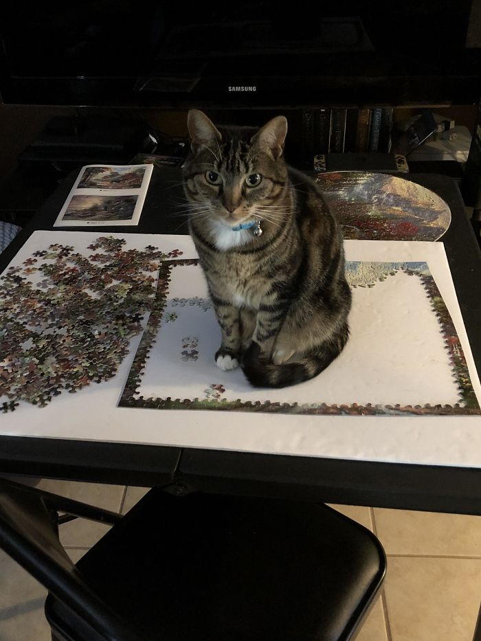 My Cat Decided I Needed A Break From My Puzzle