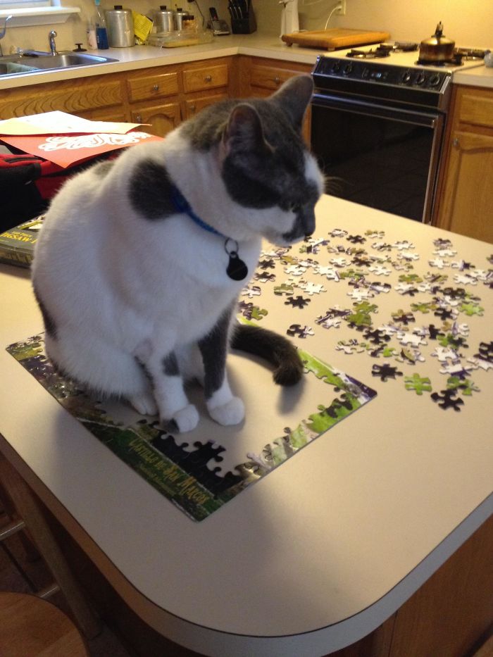 Wife Working On Puzzle, Gets Up To Get A Drink. She Gets Back And...