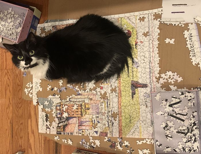 She Has ~850 Sq Feet Of Floor Space And Opts To Sit Atop My Puzzle. Finished A Few Hours Later And 3 Pieces Were Missing