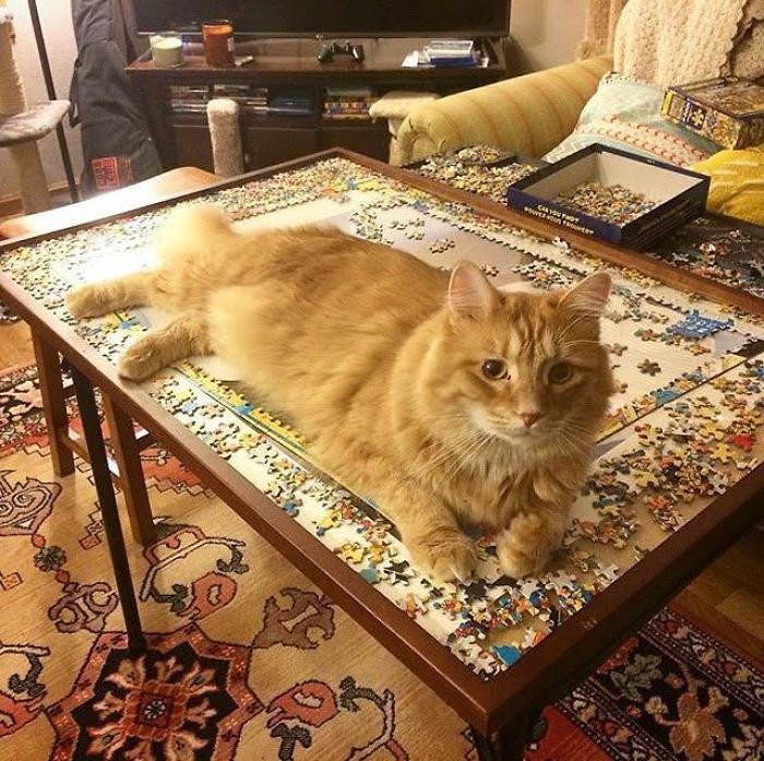 Every Time We Do A Puzzle Or Play A Board Game, Babou Must Sit On It