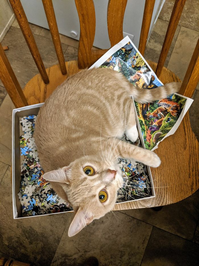 Not Only Does She Knock Half My Puzzle Off The Table Every Night, But She's Also Chewed A Couple Pieces, Bit The Box And Tore The Picture