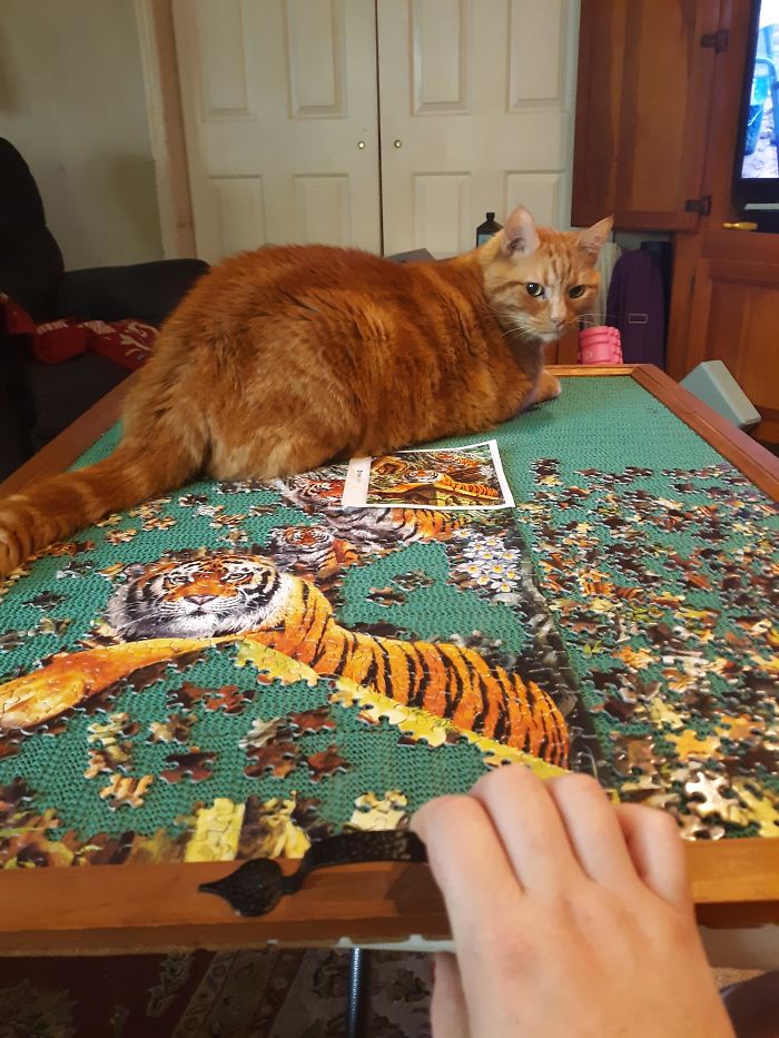 My Puzzle Helpers Are All Away This Week At Camp. This Big Fatty-Bo-Batty Helped Me With An Orange Cat Puzzle