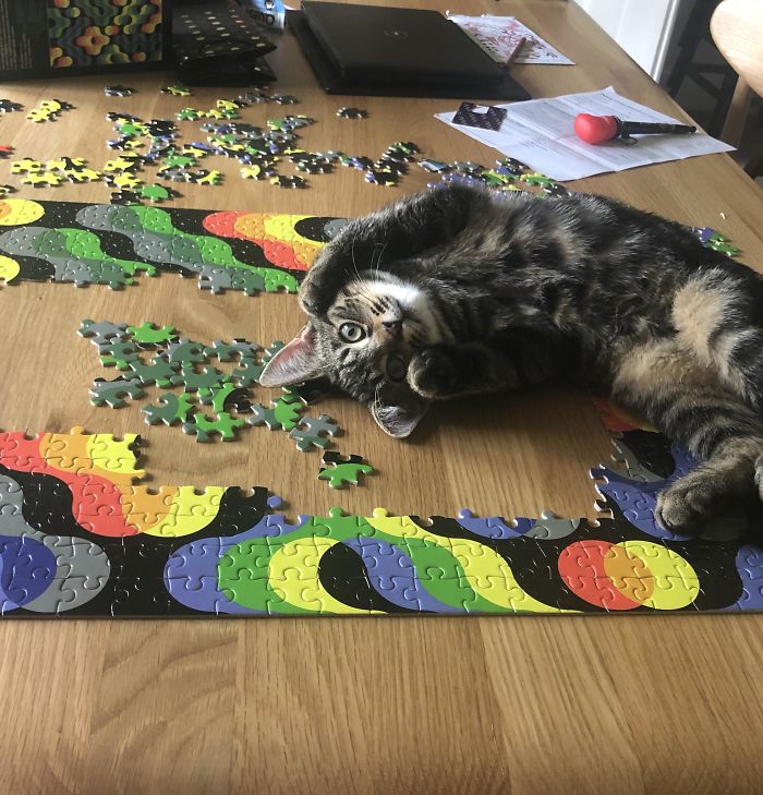Me: Might Spend My Lockdown Doing A Puzzle. My Cat: No