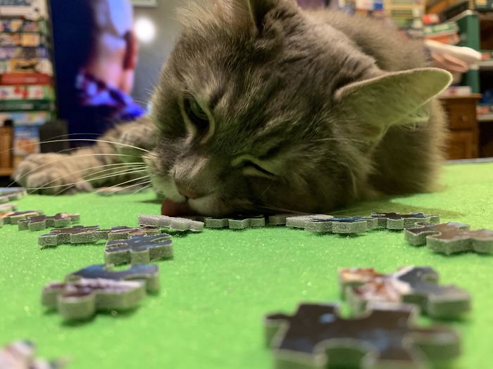 I’m Doing A Puzzle Made Out Of Foam. My Cat Thinks The Pieces Are Delicious