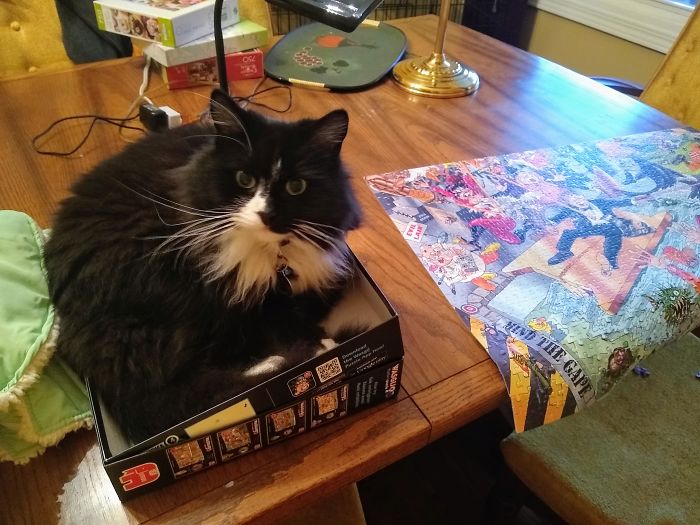 I Don't Give A Damn About Your Puzzle Lady
