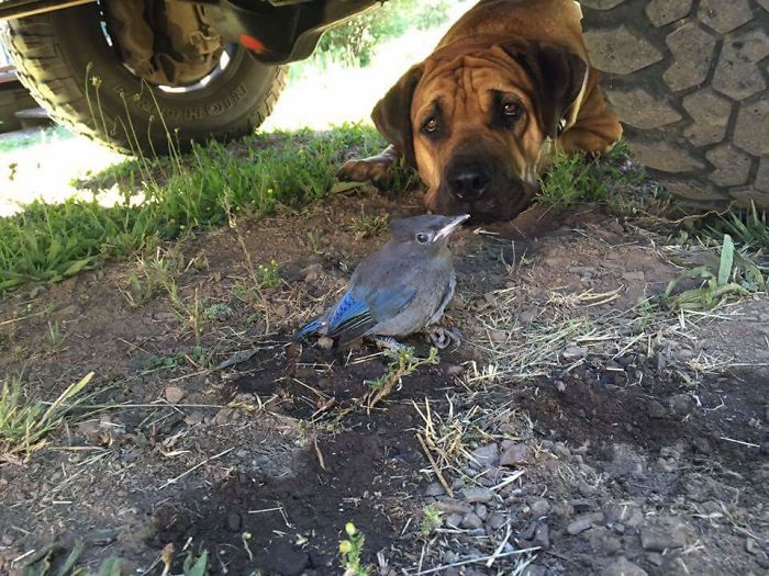 He Guarded A Bird With Broken Wing Under My Truck For Four Days Before It Could Fly Off