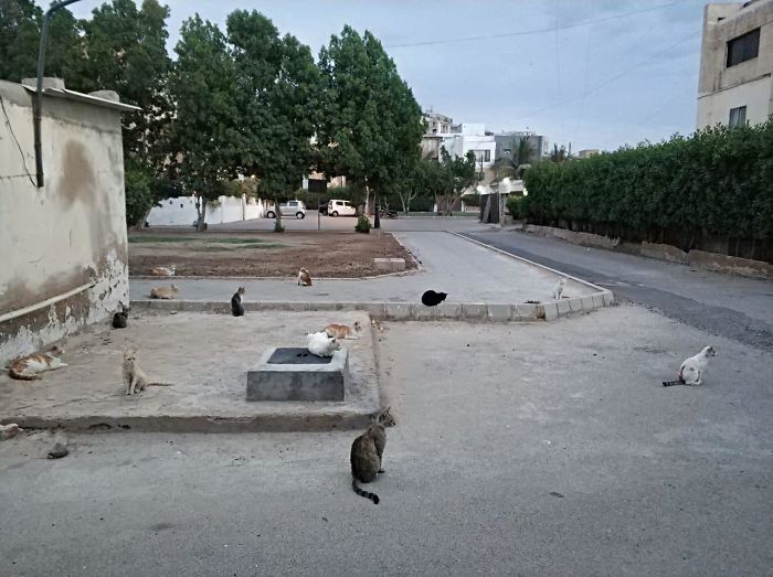 Cats Practicing Social Distancing (Karachi, Pakistan)