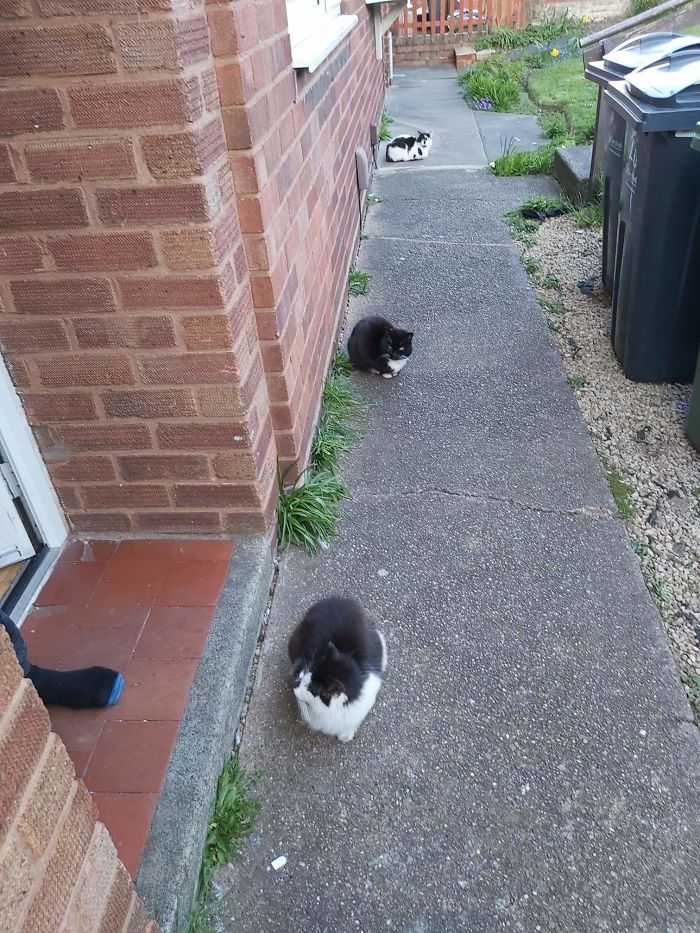 Estos gatos han entendido lo del distanciamiento social