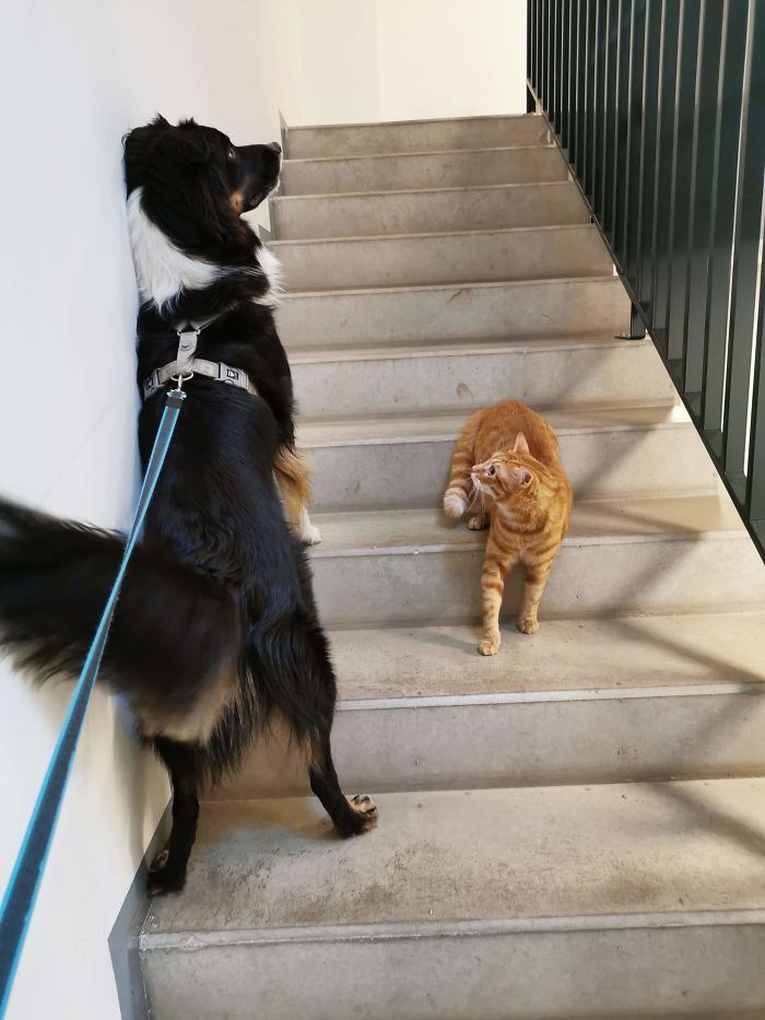 El perro entiende la distancia social, el gato no