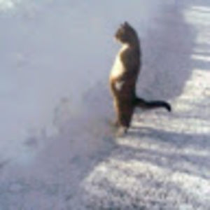 denisegarnier avatar