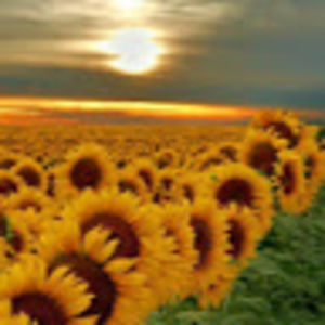 luckylucyricardo avatar