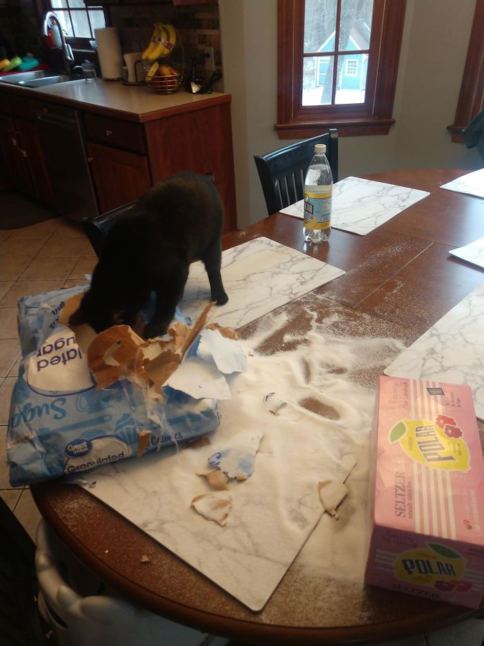 Accidentally Ordered A 25-Pound Bag Of Sugar, As Opposed To A 5-Pound Bag. Left It On The Table For A Bit, And Then My Cat Found It