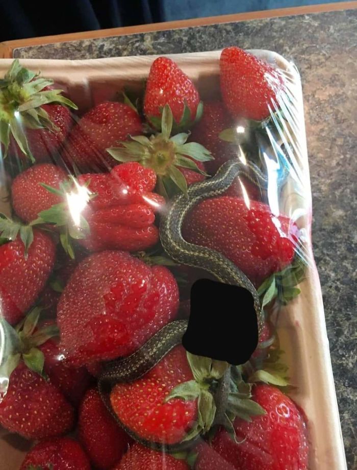 Strawberry And Gratis Snake ?
