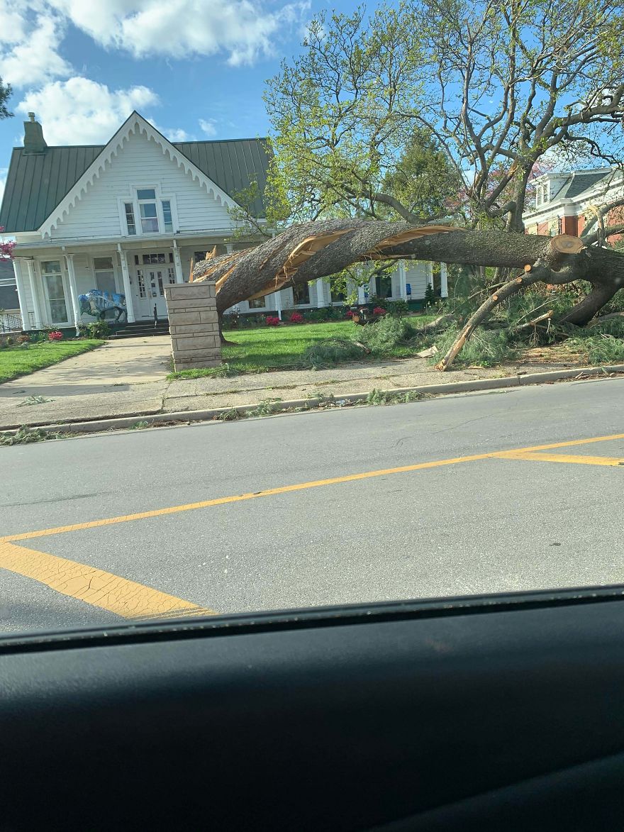 Strong winds Twisted a Tree