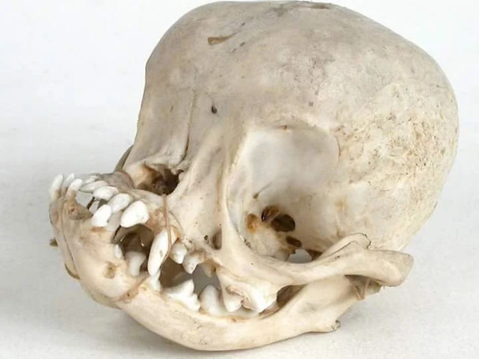 Pug's Skull