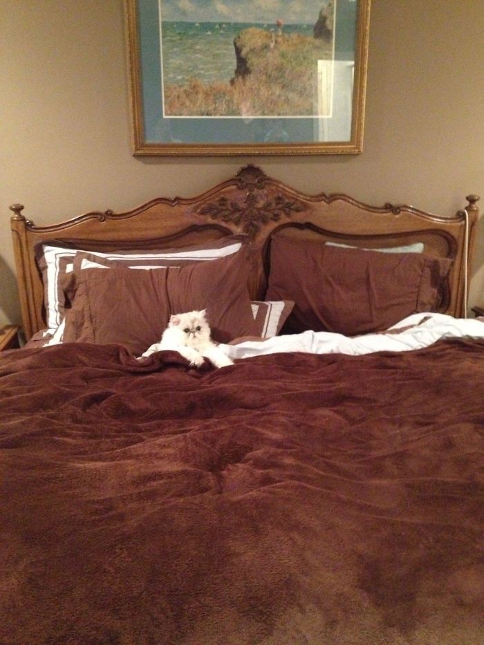 Every Night At Around 9 My Cat Tucks Himself In And Waits 