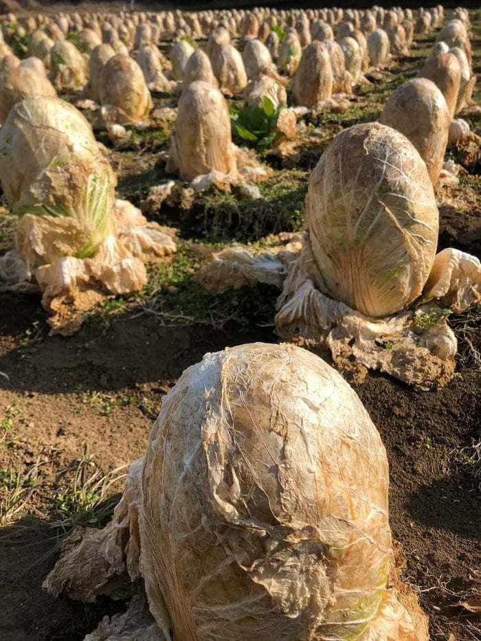 Cabbage Field In Japan