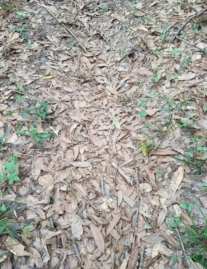 There’s A Very Well Camouflaged Copperhead Snake In This Pic