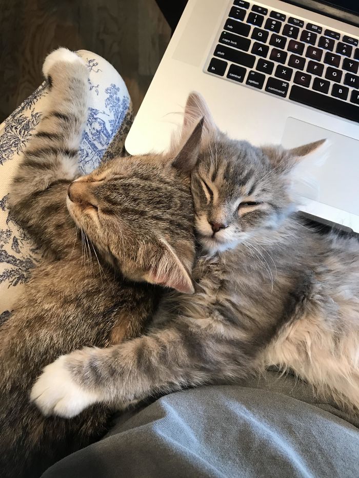 Willow And Calvin, Our Newly Adopted 4-Month-Old Children. Enjoying The Work From Home Lifestyle