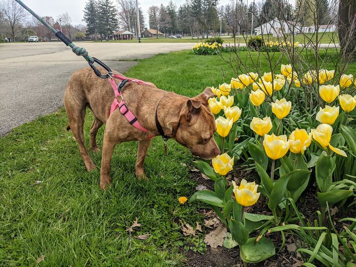This Is Penny Smelling Her First Tulip. We Adopted Her Two Weeks Ago From The Pound. We Currently Live In Ohio. She's The Bestest Girl