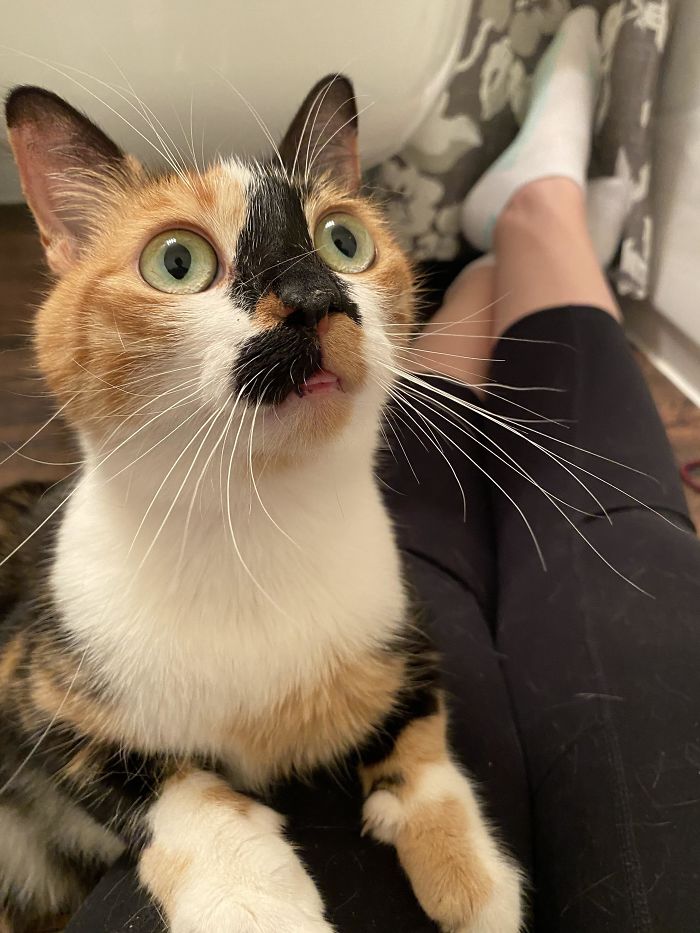 Just Adopted And She Graced Me With A Blep