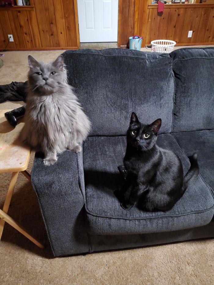 I Adopted A Cat (Grey One) For My Elderly Parents And After Two Weeks Of Hiding He's Starting To Hang Out With Us