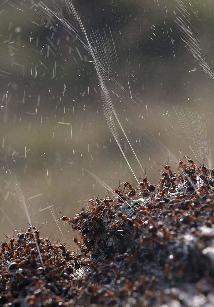 Hormigas arrojando ácido a un enemigo