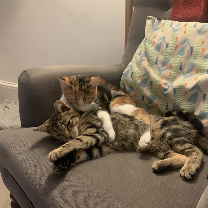 Adopted These Two Beauties, They Are Sisters And Totally Inseparable