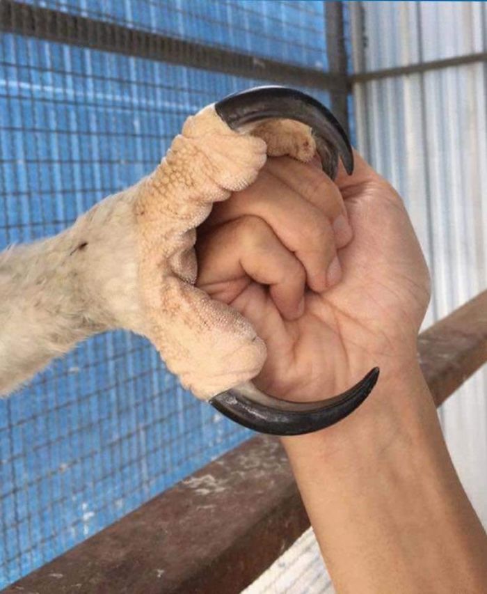 Las enormes garras del águila arpía pueden ser tan grandes como las garras de un oso, y sus patas pueden ser casi tan gruesas como la muñeca de un hombre