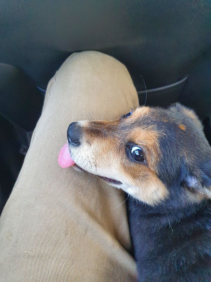 Just Adopted This Little Derp