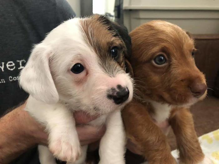 The Two Puppies Who Visited The Georgia Aquarium Were Adopted Together Today