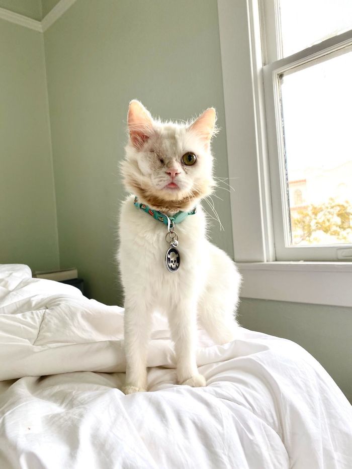Morning Blep From Our Rescue Kitty, Mosi