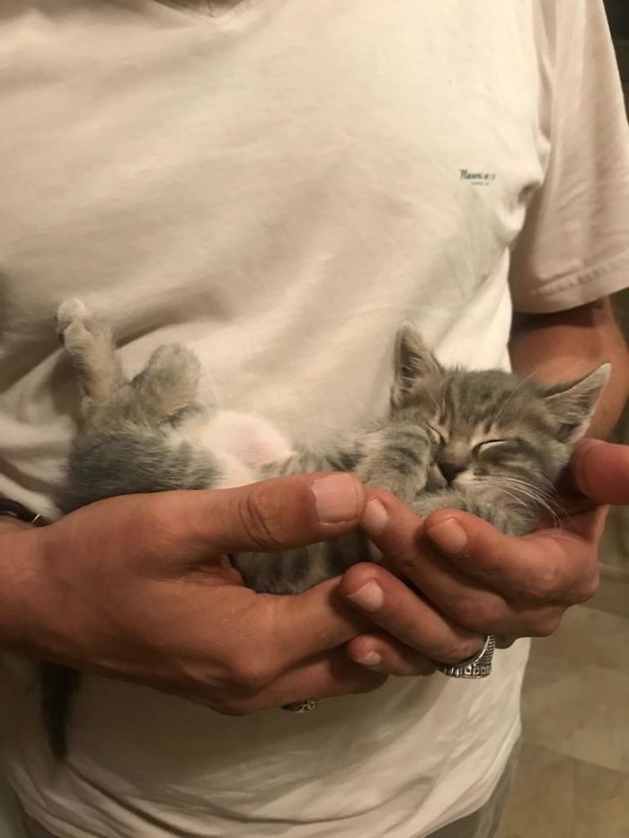 We Just Rescued This Left Alone Cat, He Instantly Fell Asleep When We Got Back