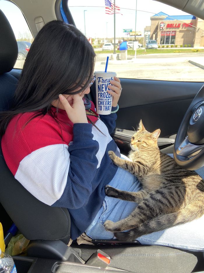 Just Adopted Tiger From A Lady That Rescued Him From Being Euthanized. He Really Likes Sitting With Me When I Drive Which Was Stressful But He Stayed Very Still