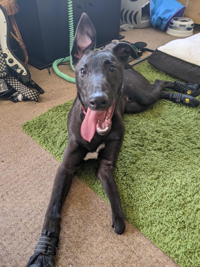 Meet The Newest Addition To The Family. Louie, The Three-Footed Greyhound