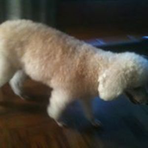 celina_macaisa avatar