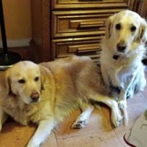 carmel_pagnon avatar